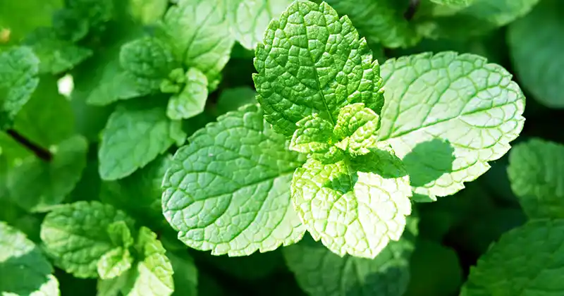 Secrets to Revive and Grow Beautiful Mint