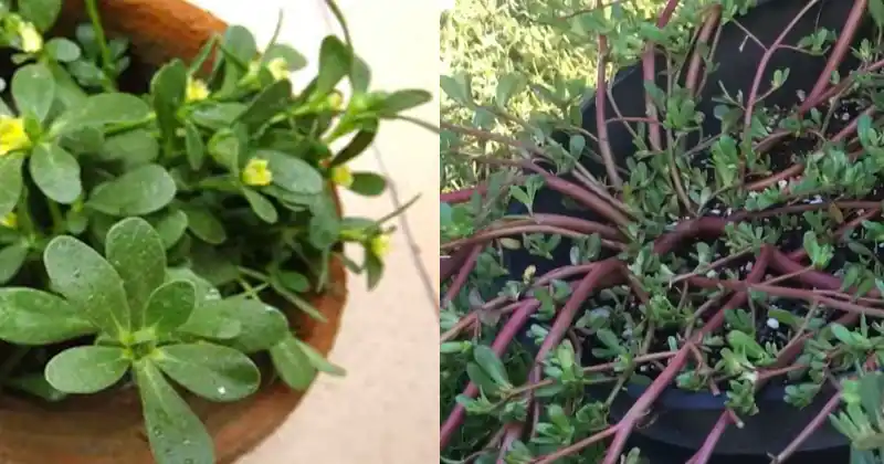 Growing Purslane in Containers: A Complete Guide