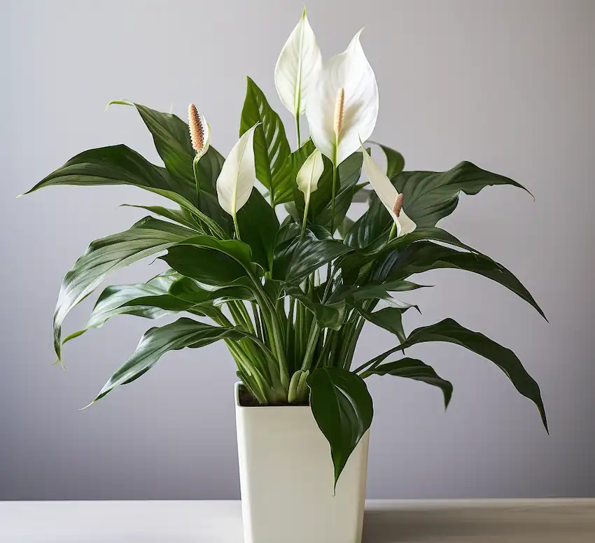 a blooming peace lily