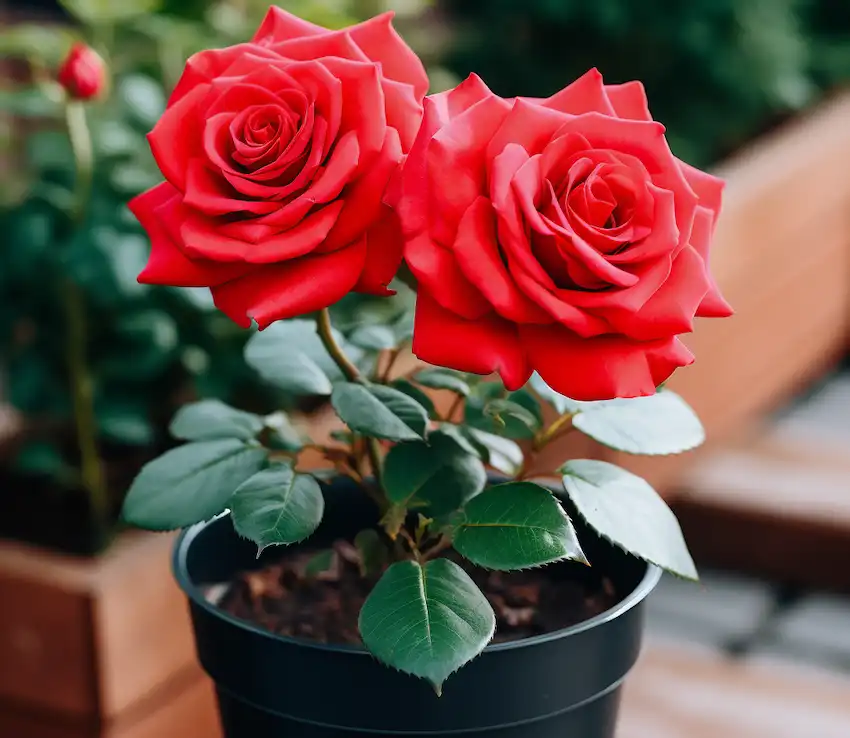 a blooming red rose