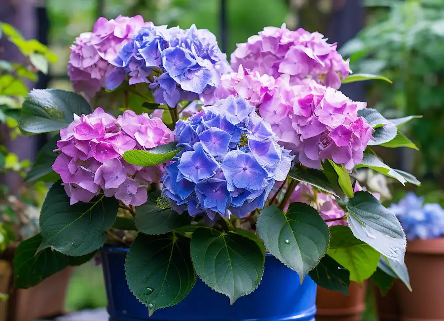 hortensias de hoja ancha