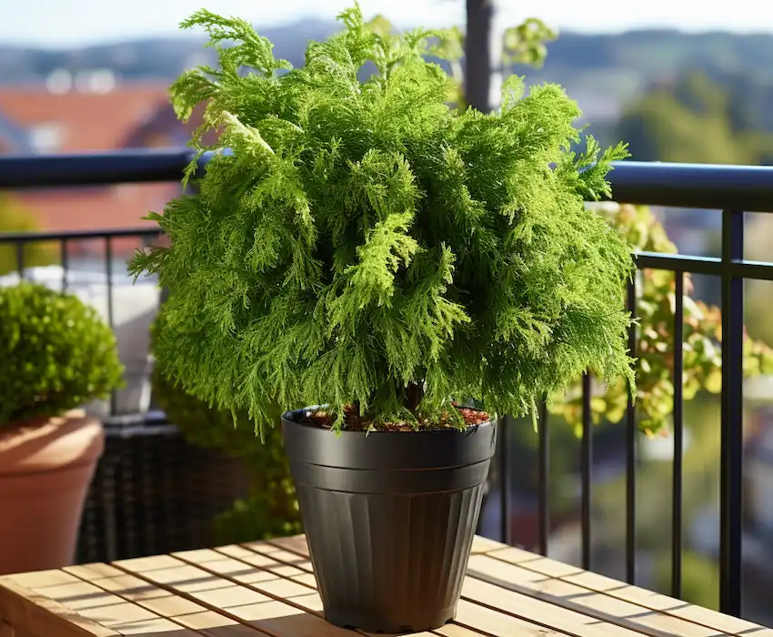 planta de tuya en una maceta