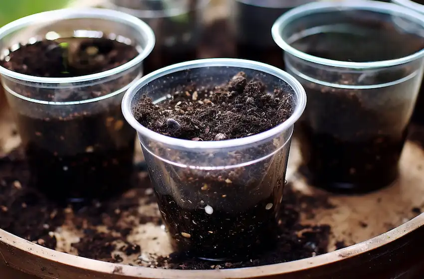 transparent plastic cups with soil