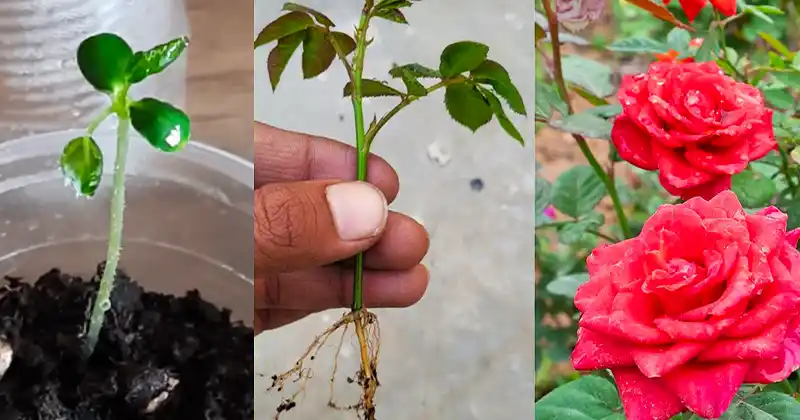 How to Grow Roses from Seed