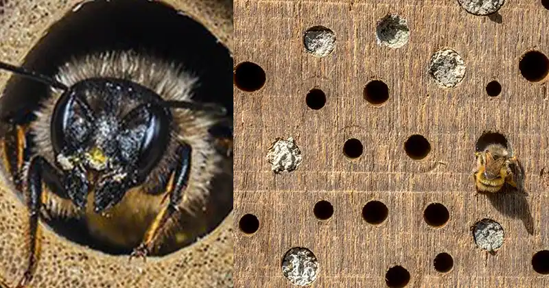 Having a Bee Hotel Can Be Incredibly Beneficial for Your Garden