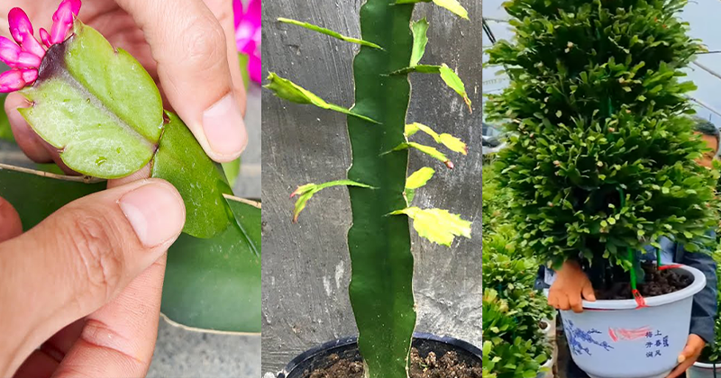 Learn How to Get a Tall and Lush Christmas Cactus