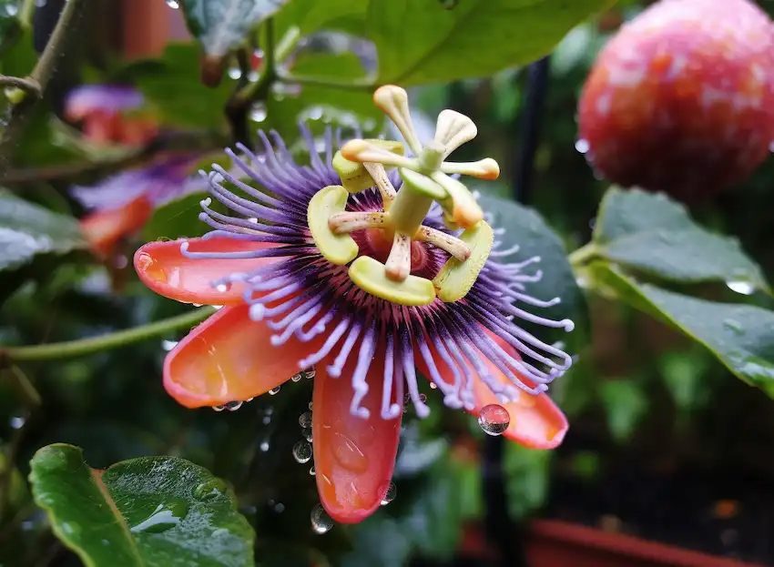 a plant of passion fruit