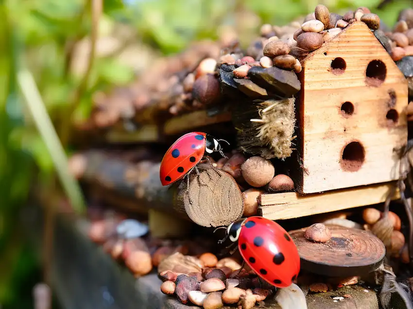ladybugs on insects hotel