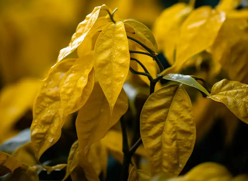 yellow leaves pepper plant