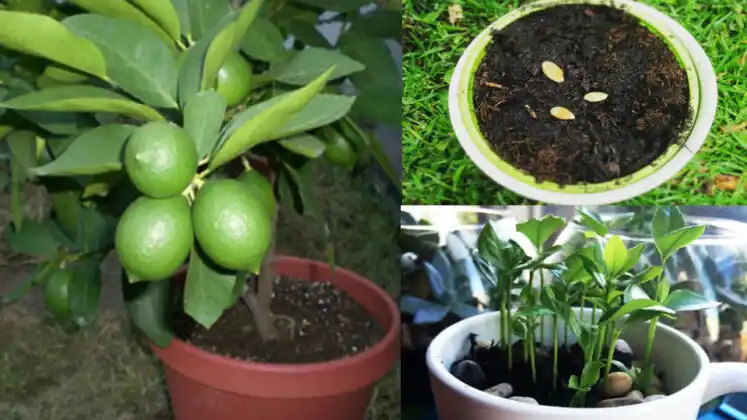 How to plant a Lemon Tree in a Pot – Step by step