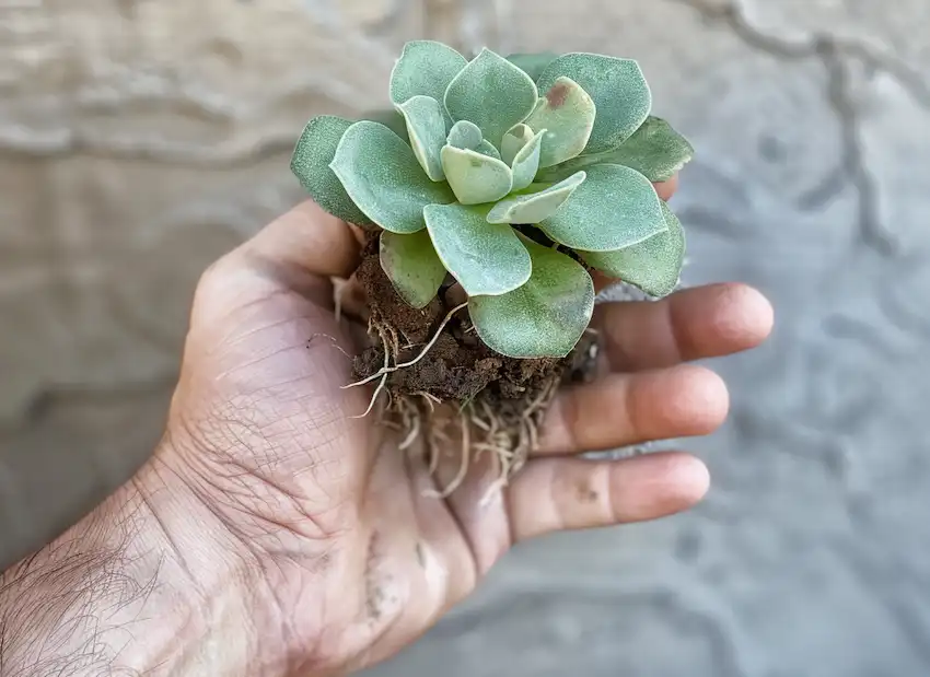 echeveria leafs with roots