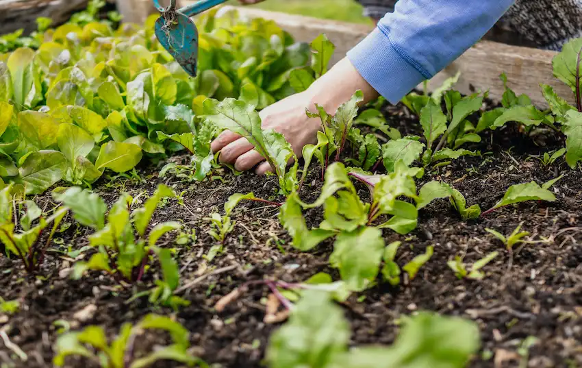 gardening in raised