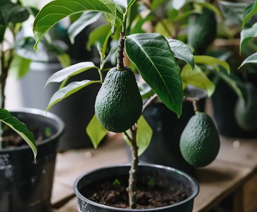 growing your own avocado trees