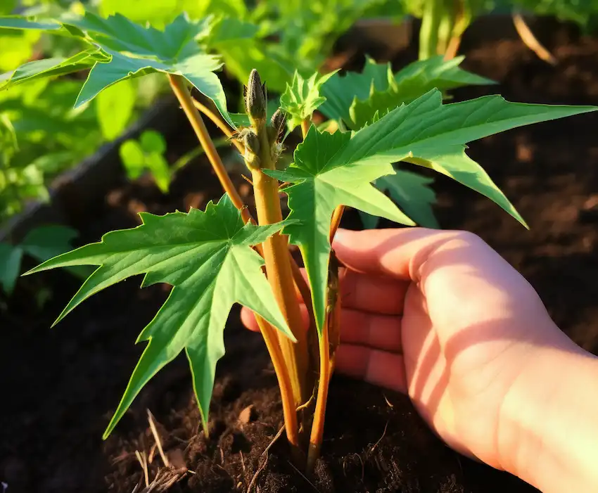 pequeña planta de papaya