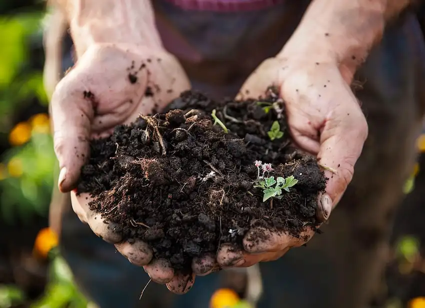 add compost to your garden