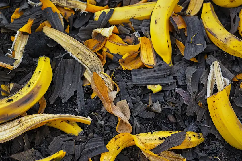 paillis de peau de banane sur la terre du jardin