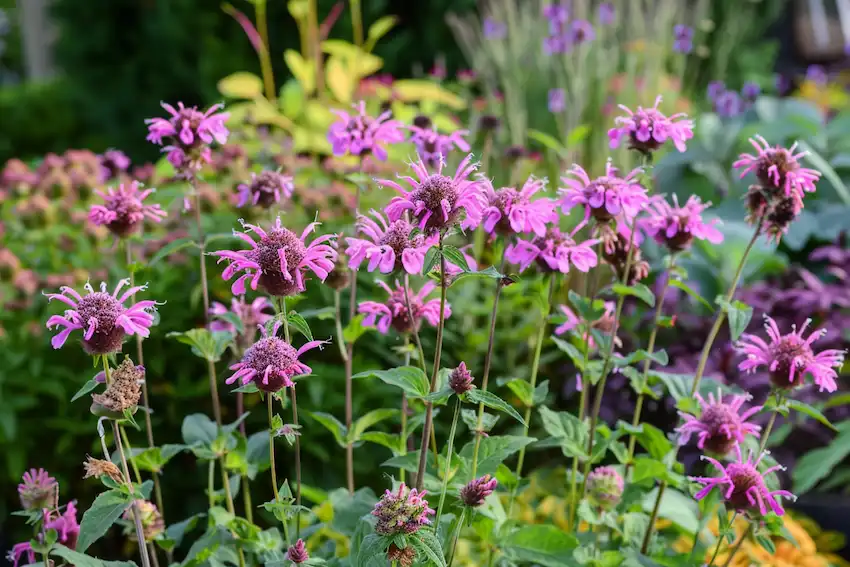 bee balm in the garden