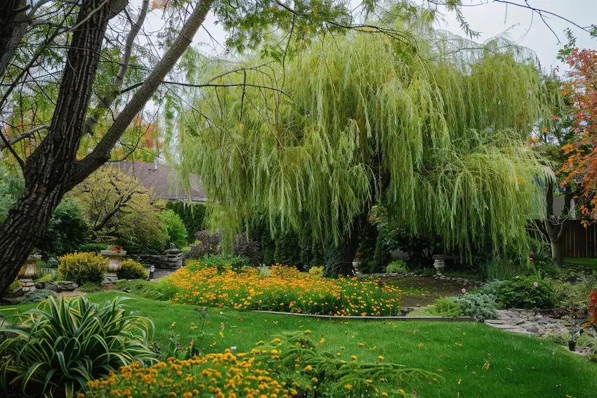 saule hybride dans le jardin