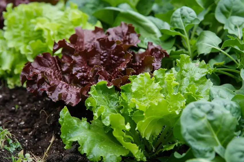 lettuce leaf and spinach in the garden