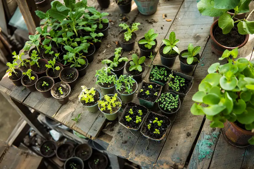 nice seedlings in the garden