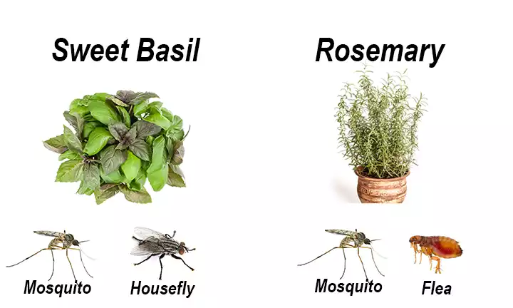 11 Plants That Act as Natural Insect Repellents - sharingideas.me