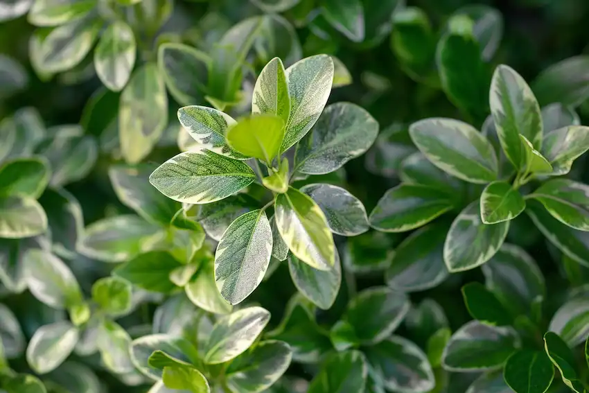 silver sheen pittosporum in the garden