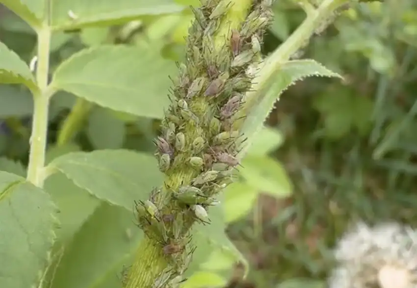 aphids on roses 1