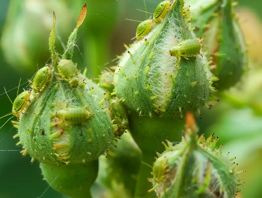 aphids on roses