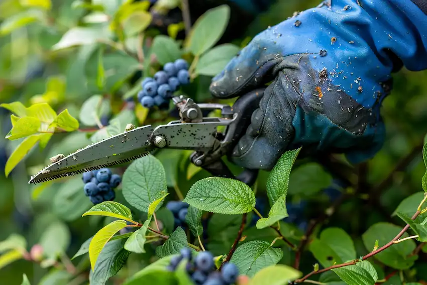 basics of blueberry bush pruning in home garden 1