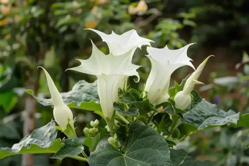 The Beautiful Danger in Our Gardens: The Poisonous Datura Stramonium
