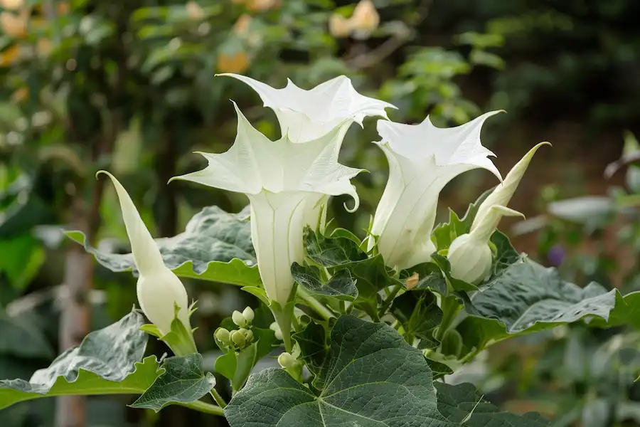 datura stramonium 1