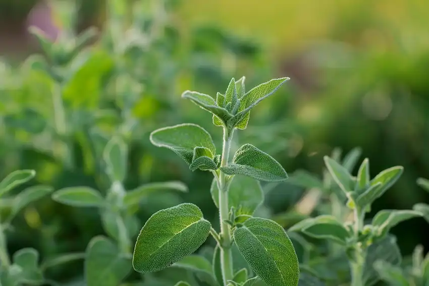 growing sage in home garden