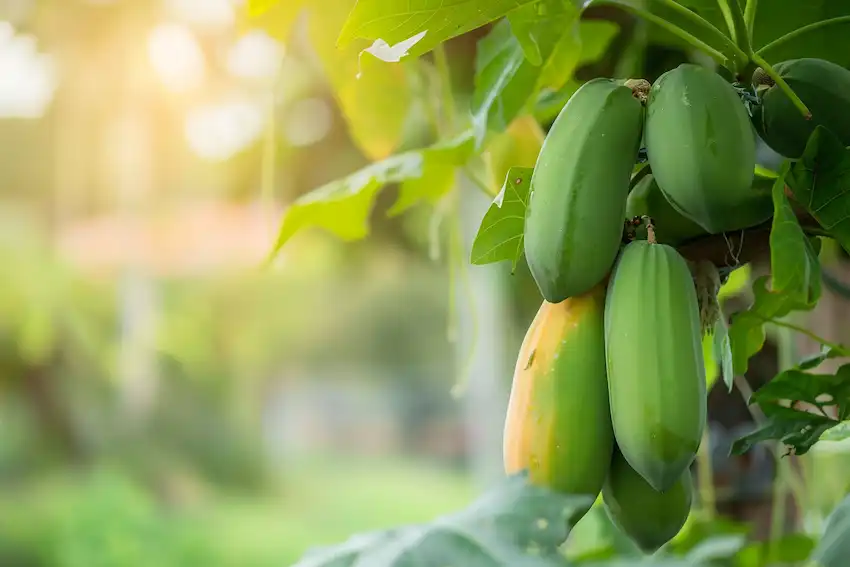 savia de papaya