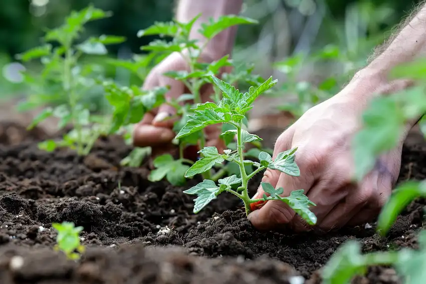 planter des tomates dans le jardin potager