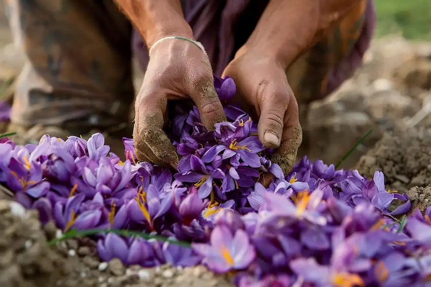 Growing Saffron in Containers at Home - sharingideas.me