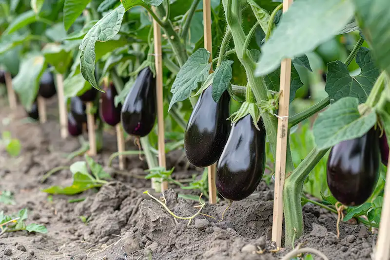 support eggplants with stakes