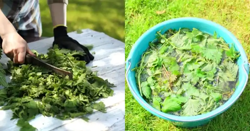 Natural Solutions for Reviving Stressed Garden Plants