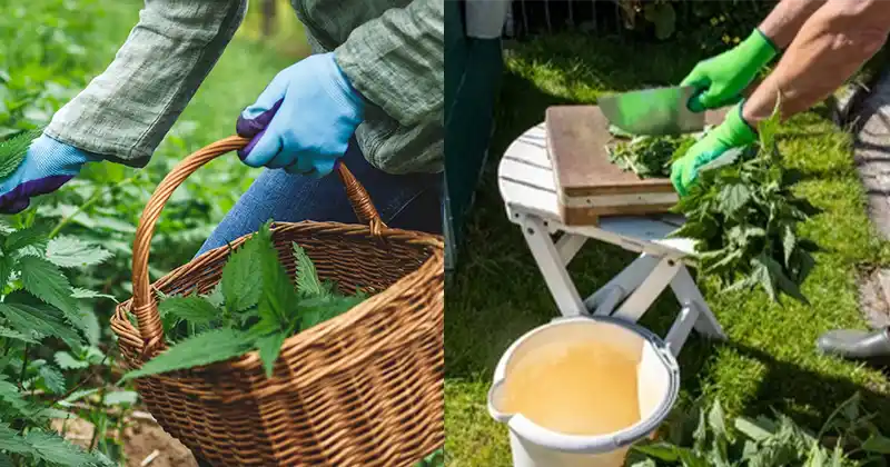 Harnessing Nature’s Bounty: Eco-Friendly Pest Control with Nettle Extract