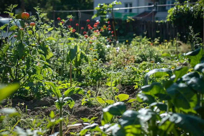 a vegetable garden full of weeds