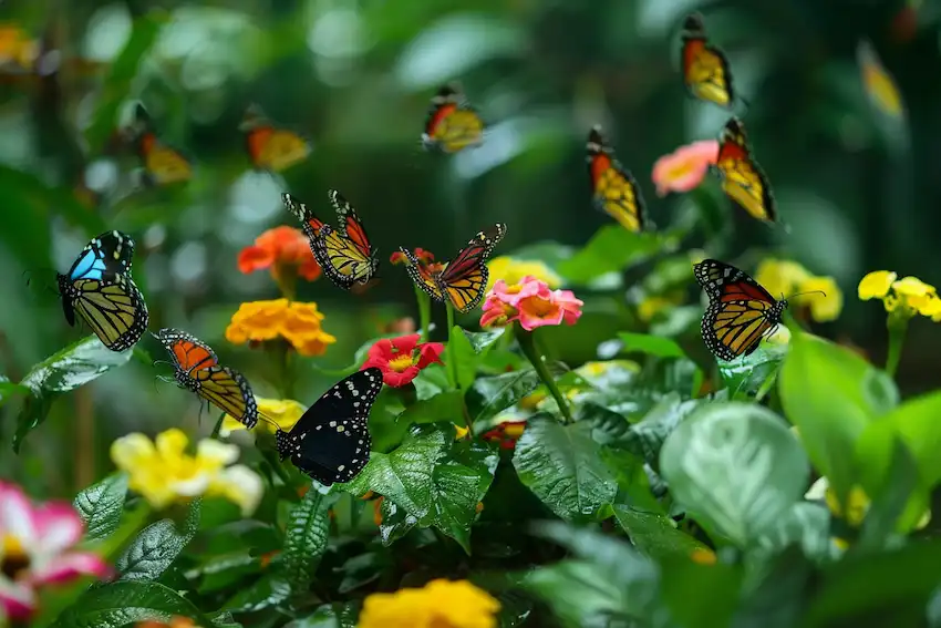 attracting butterflies to home garden