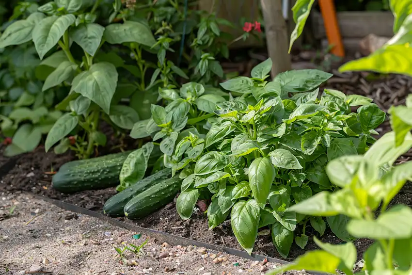 basil near cucumbers in the garden