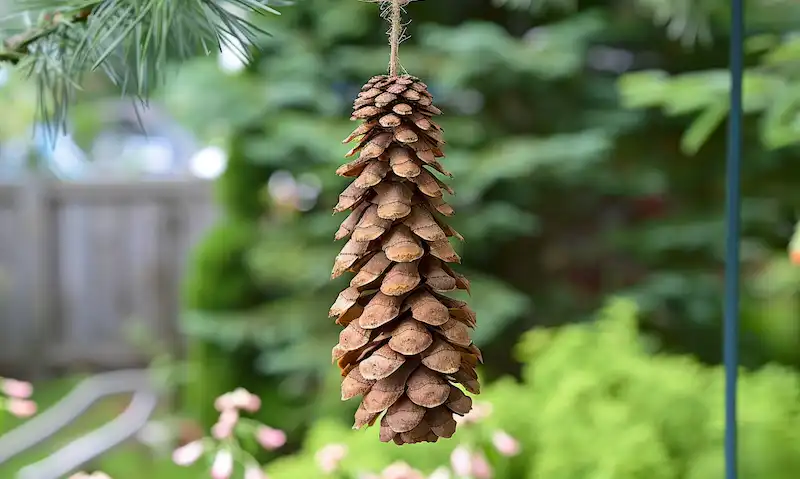 hang a pine cone near your garden for weather prediction