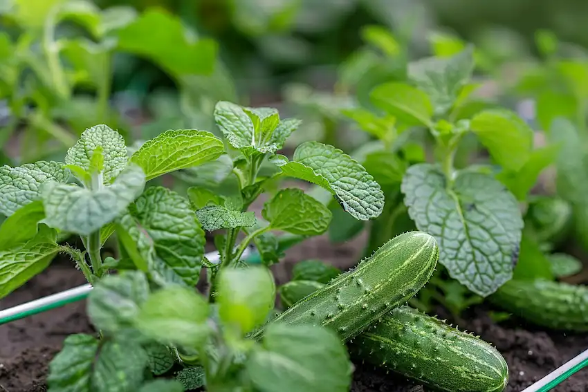 mint near cucumber in the garden