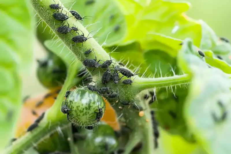 black aphids on tomato plants