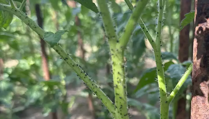 Effective Homemade Spray to Combat Tiny Black Flies on Tomato Plants