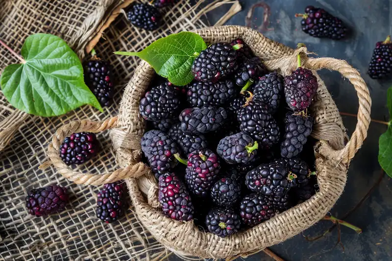 mulberries for medical use