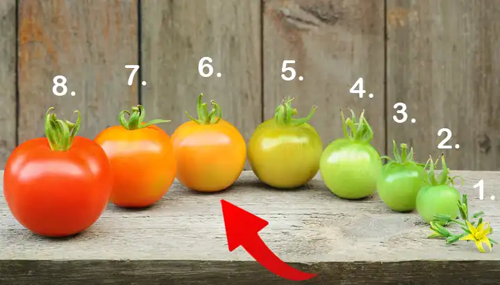 tomatoxs