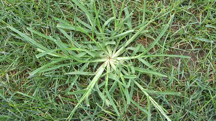 grassweb