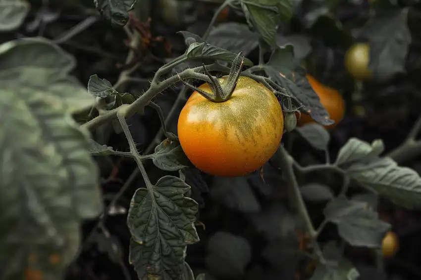 tomate listo para cosechar