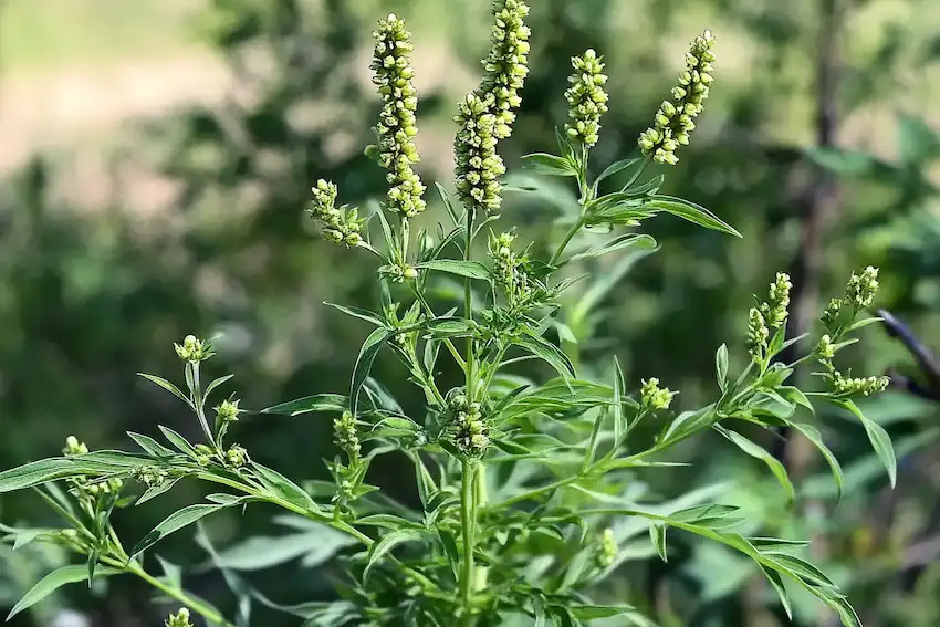 common ragweed